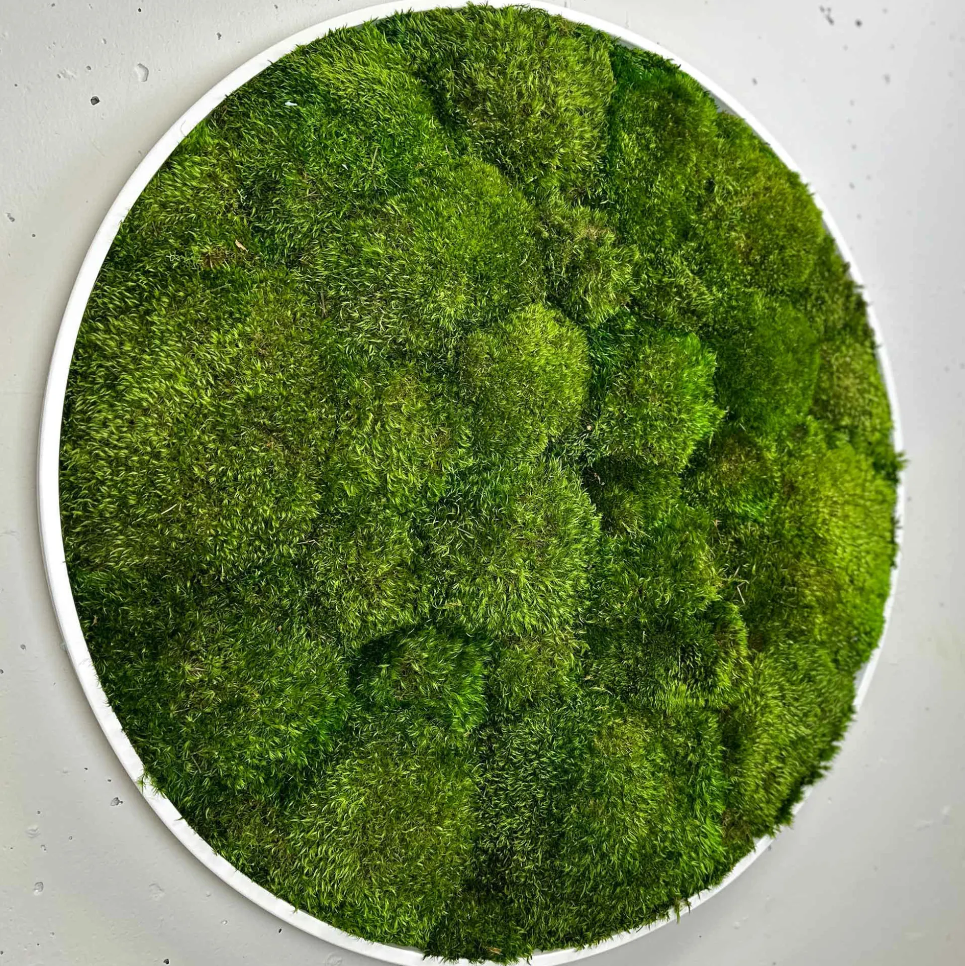 Mosbillede provencemos Ø50 cm